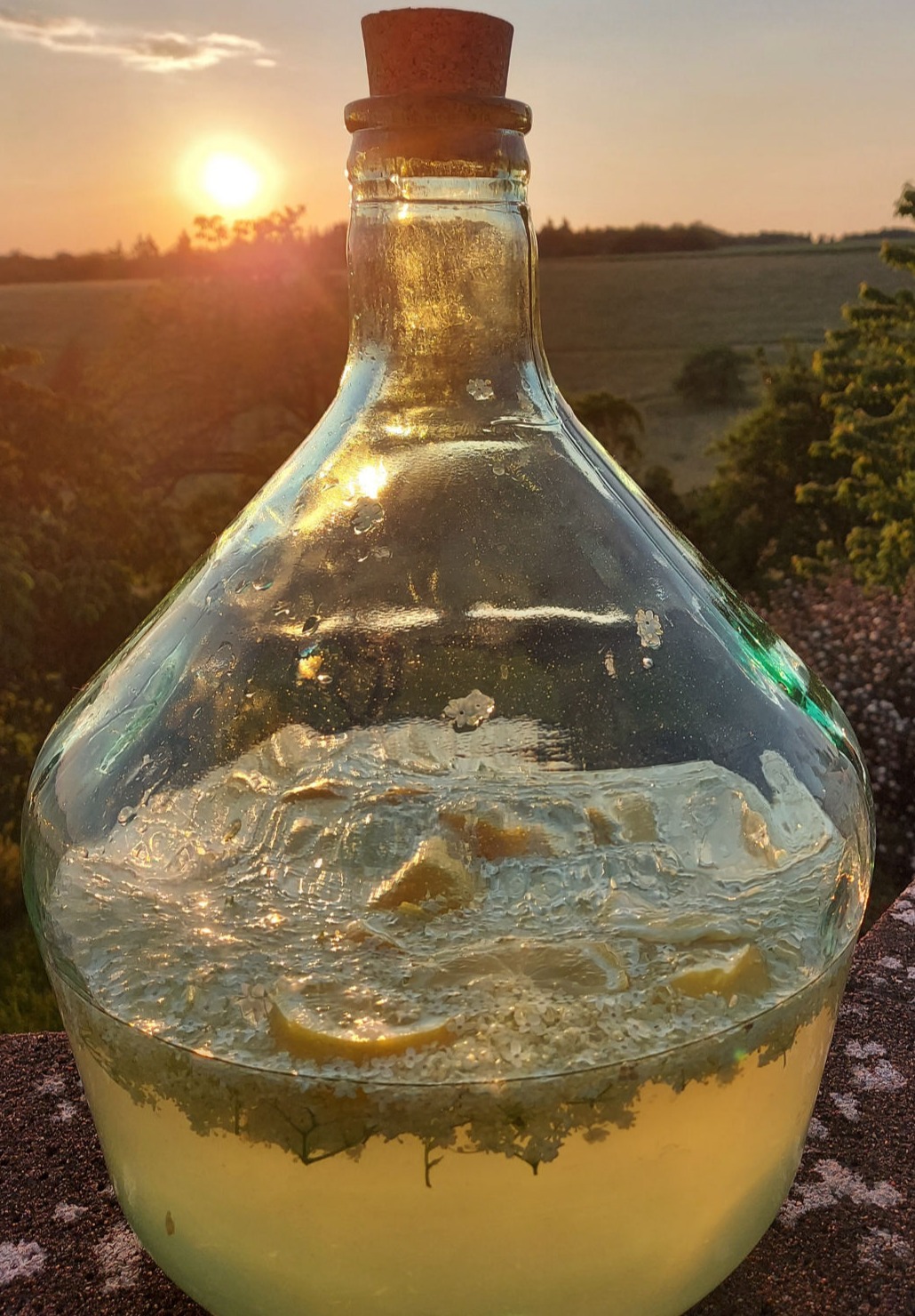 Holundersekt in der Gärung